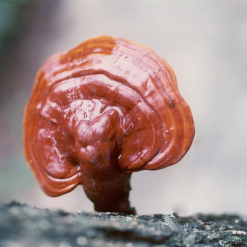 Reishi Mushroom Extract